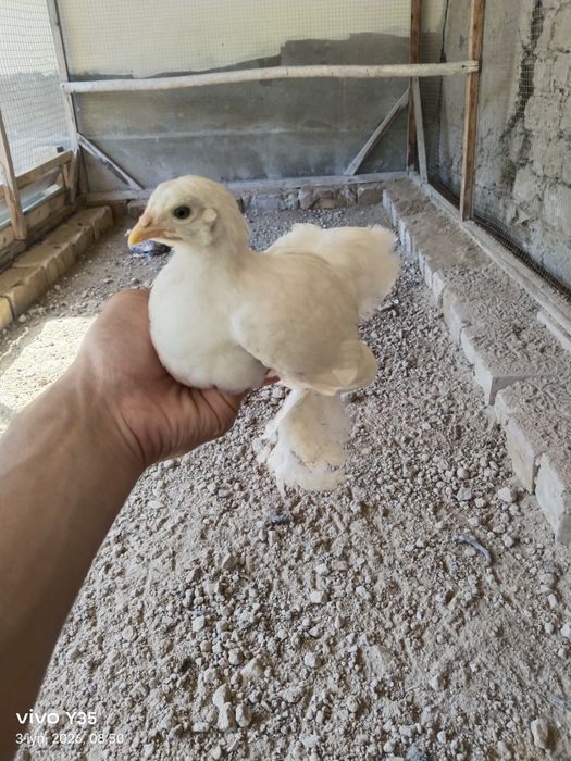 23ta joʻjalar sotiladi