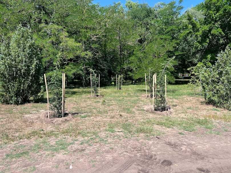 Засаждане на дървета по компенсационна програма