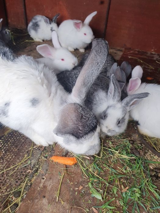 Продам кроликов .
