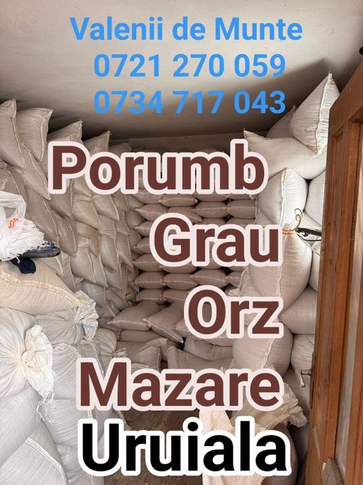 Grau , orz , porumb , mazare