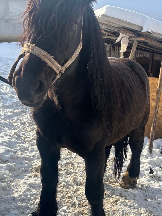 Vând armăsar de 5 ani