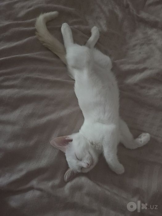 Котенок в добрые руки