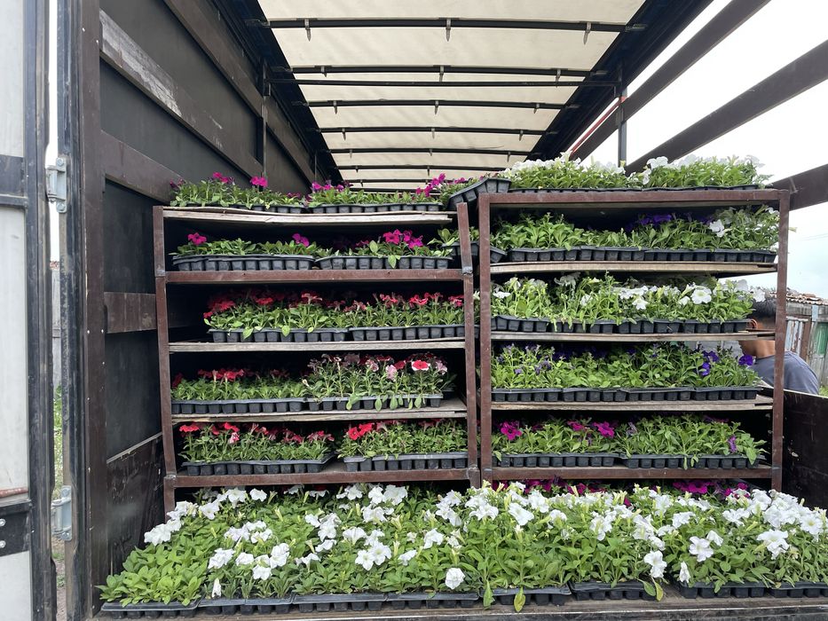 Продам рассаду цветы