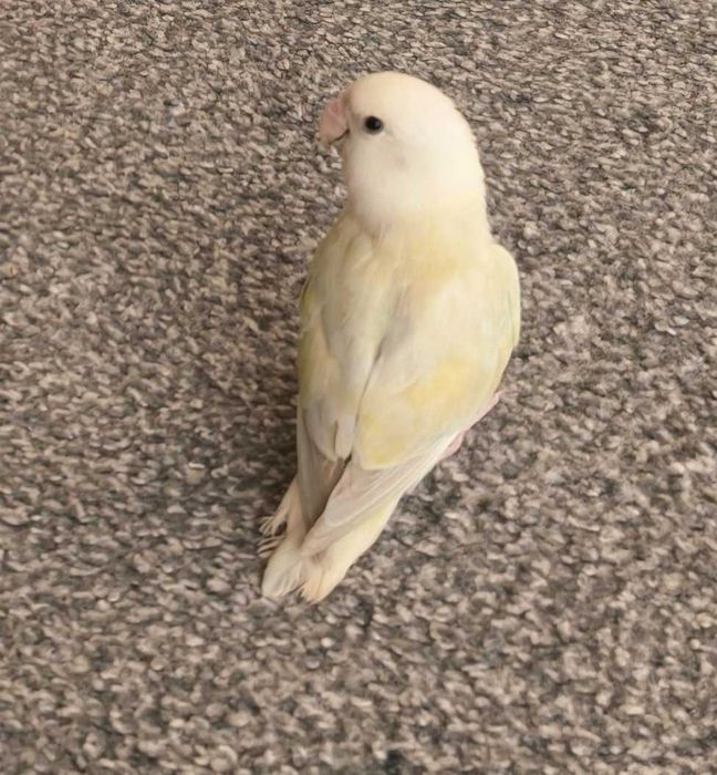 Agapornis de vanzare