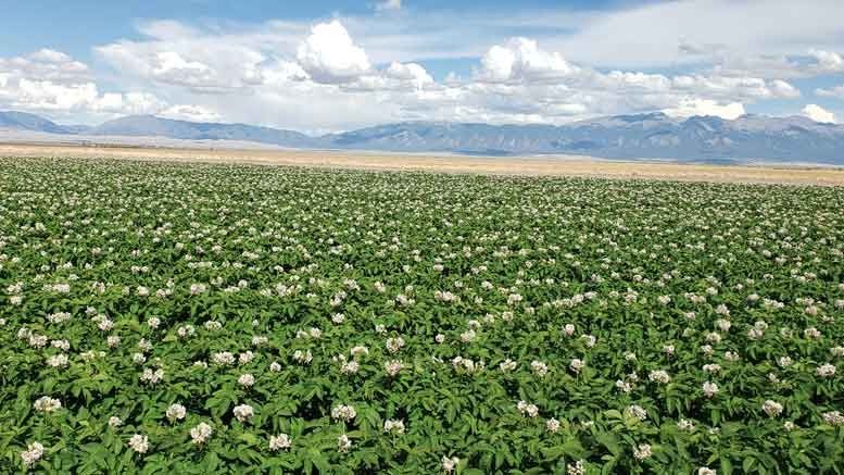 Картофи за посев сорт Вега
