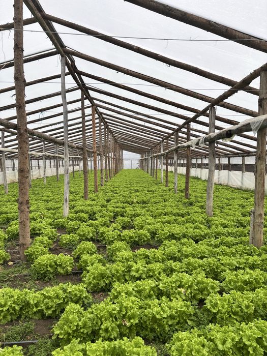 Salata creata de vanzare