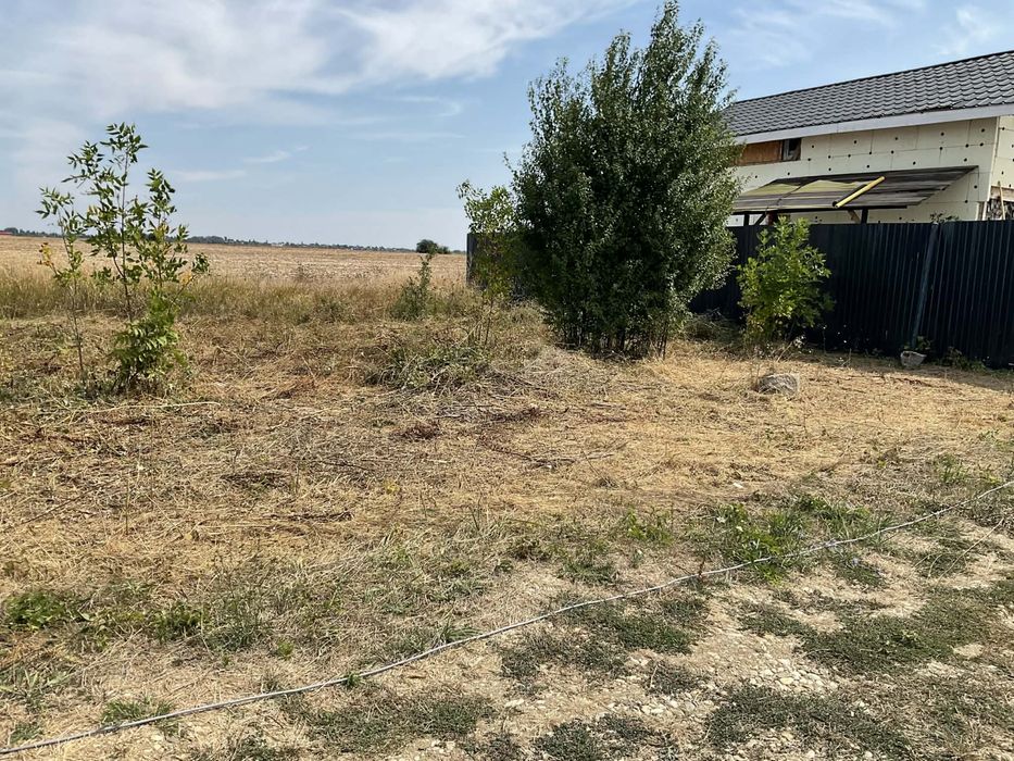 Teren 500 MP – Clinceni, langa ferma de struti