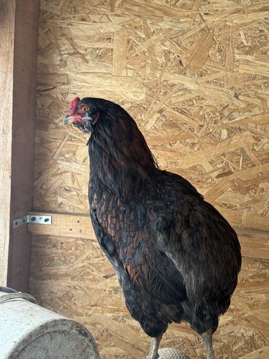 Cocos araucana tanar