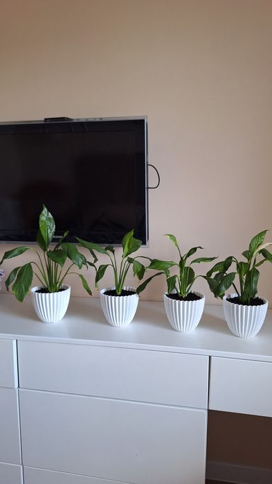 Продам комнатные цветы
