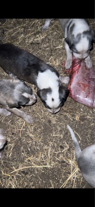 Күшіктер сатылады