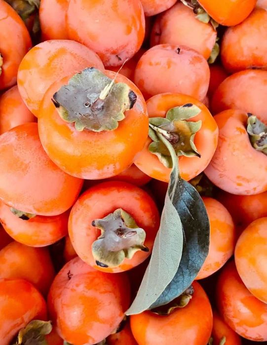 Pomi fructiferi pentru primavara 2026