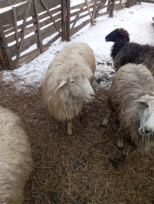 Vând berbec tânăr