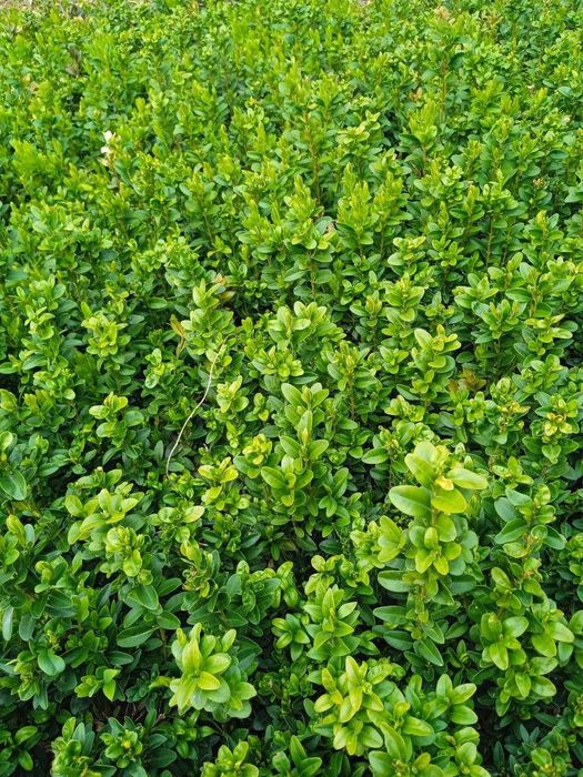 Shamshod 1.5 yilli kochat. Mayda bayli