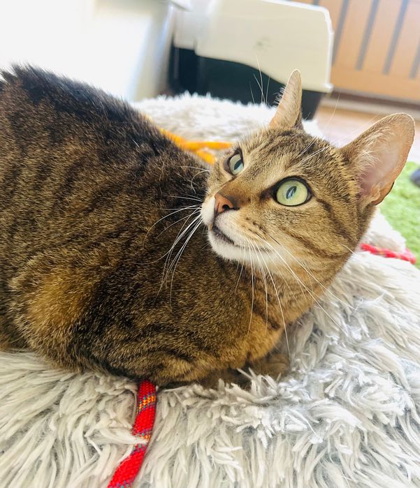 Котета за осиновяване