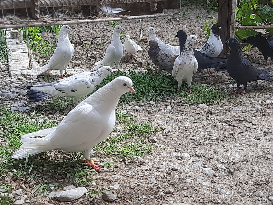 Голубкалар бар жақсы