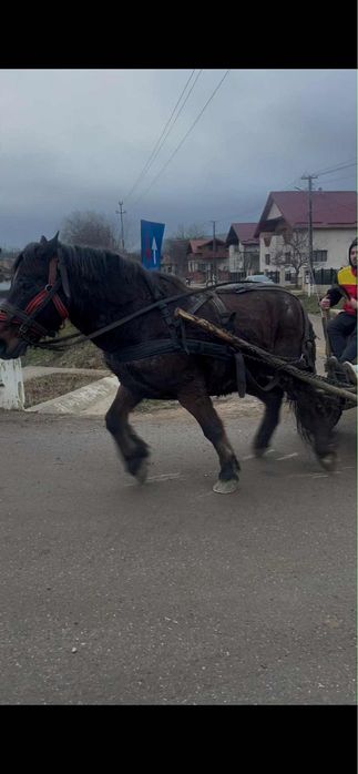 Vand cal bun din tote puncte