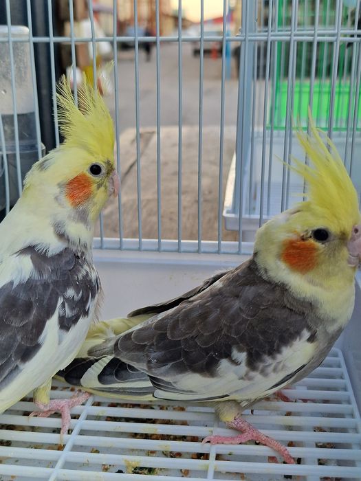 Кореллы молодые!