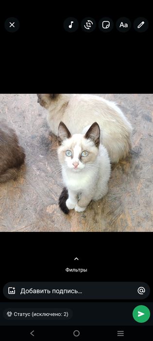 Отдам в добрые руки котят , девочки .