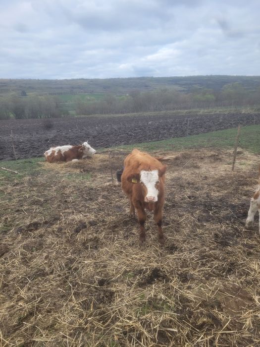 vand 3 vitele de 5 si 6 luni