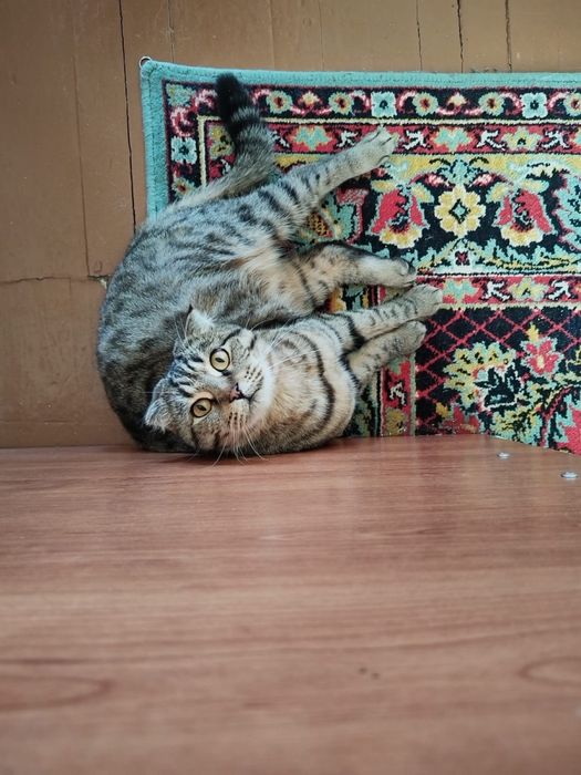 Скоттиш Фолды (вислоухие котята)