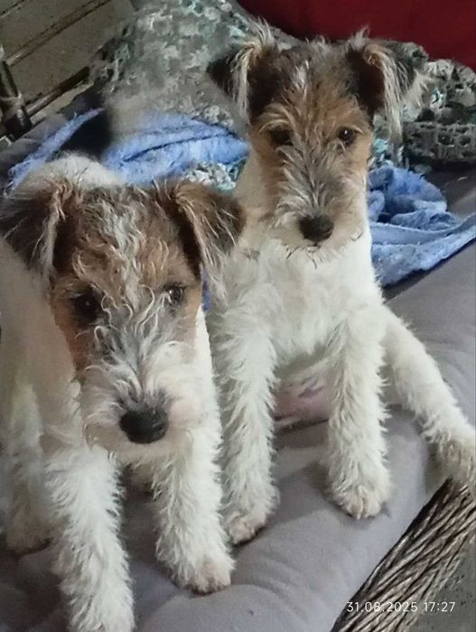 Продаются щенки фокстерьера