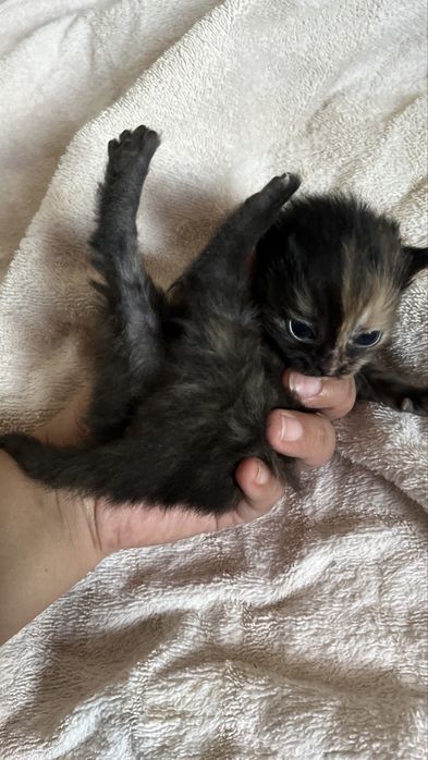 Отдам бесплатно котят