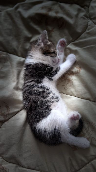 кот (мальчик) 1 месяц