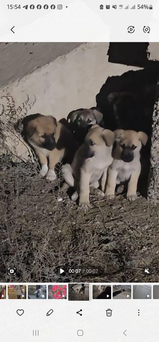 Щенята в добрые руки