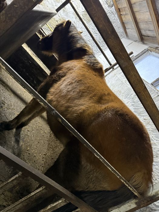 Байтал две головы