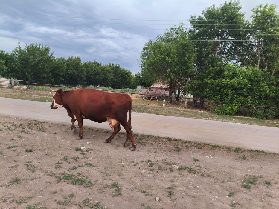 Продам корову дойную