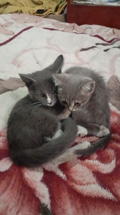 Отдам котят в добрые руки