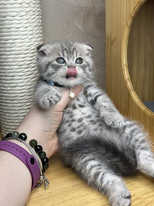 Шикарные котята скоттиш фолд с паспортом