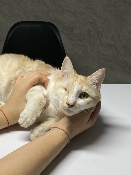 Отдам в добрые руки