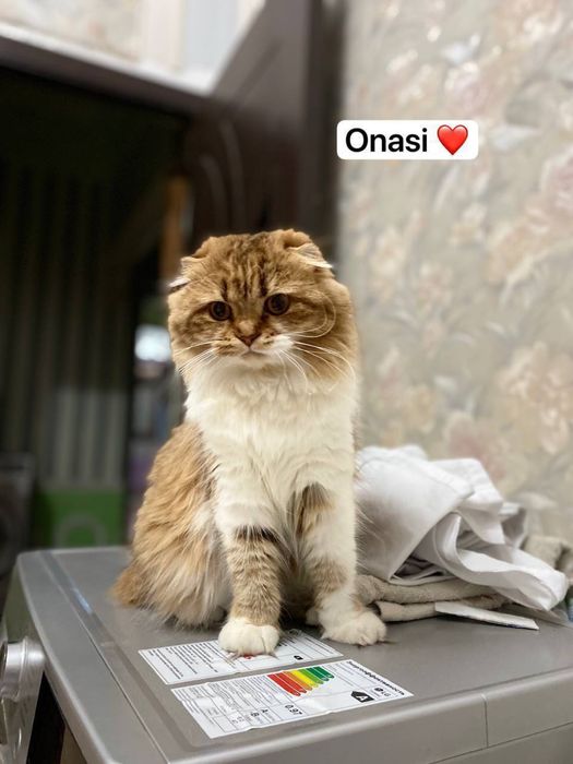 Скоттиш фолд мушукчамиз сотилади