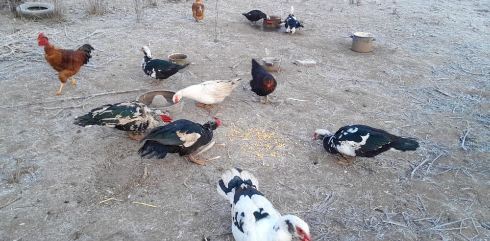 De vânzare rate mute 2025