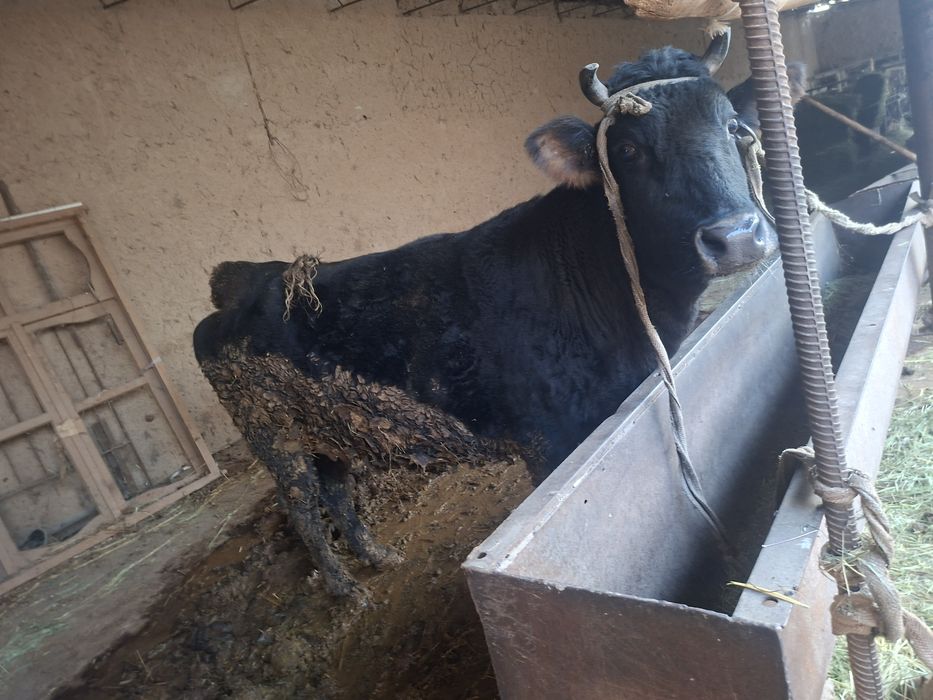 Mol.g'unajin. 3 yoshda.