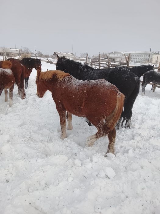 Продам кобылу и жеребенка