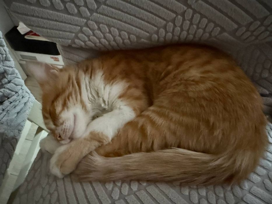 Котёнка в хорошие руки