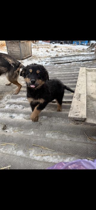 Отдам в хорошие руки