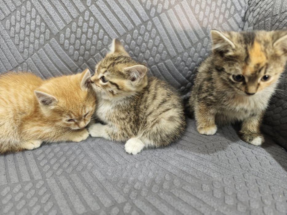 Дарю озорных котят