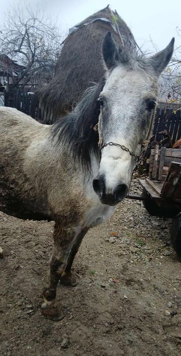 De vanzare cal castrat varsta 12 ani