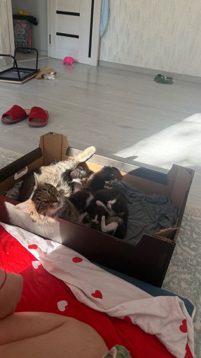 Отдам котят в добрые руки!