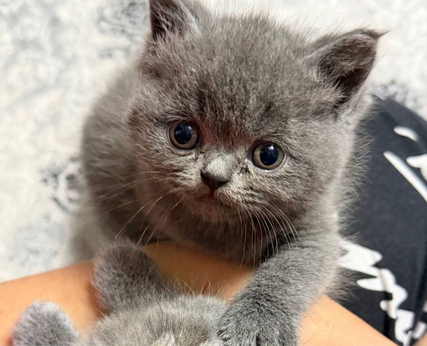 Котенок девочка Страйт