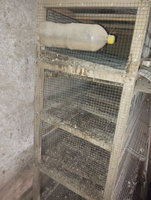 Bedana ga in4qavatli pishigʻ yasalgan 600min azgina kelishamiz