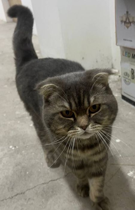 Scotish mushigi yoshi 8 oyli, latoka orgatilgan.