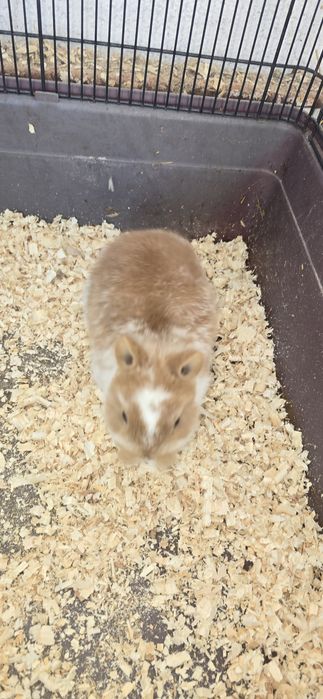 Iepuri pitici de companie