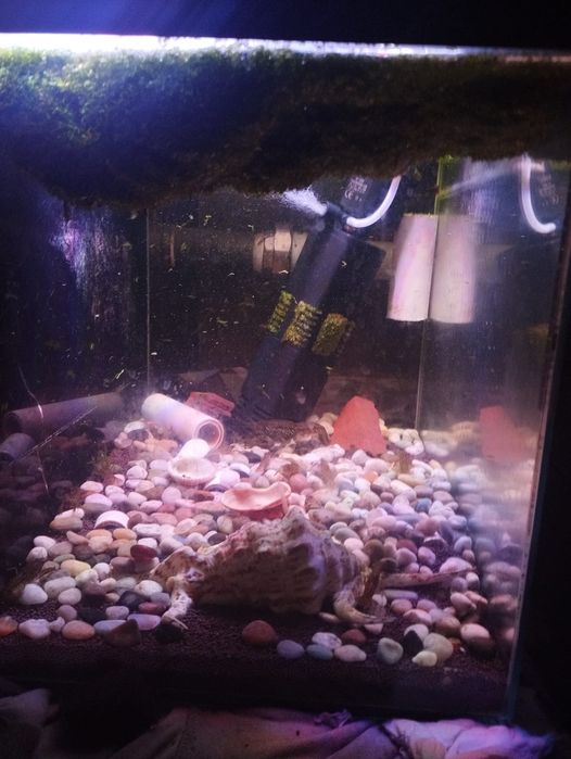 Аквариум 40 литров с мраморными раками