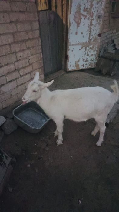 Продаются козлята и козы