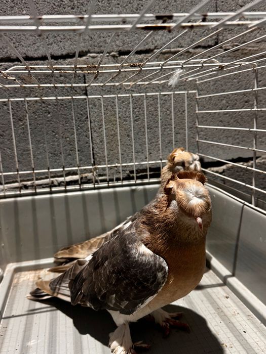 Мардини две двойки