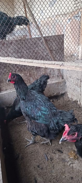 Инкубатор учун кора шахзода тухумлари сотилади